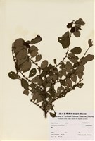 藏品(細葉饅頭果)的圖片